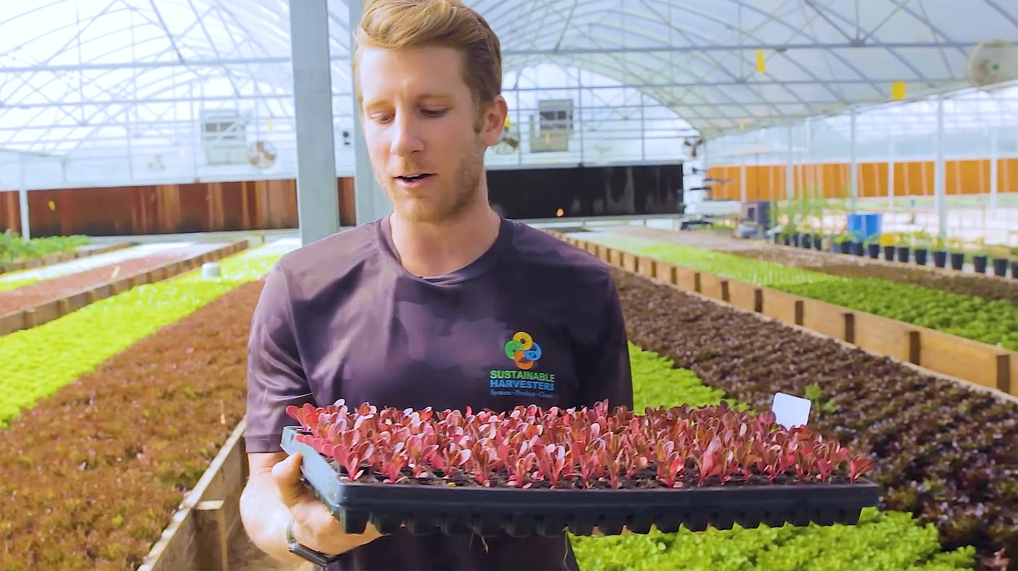 A greenhouse grower holding a tray of seedlings